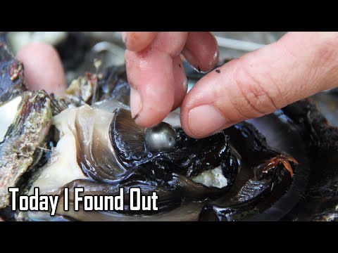 How and Why Do Oysters Make Pearls?