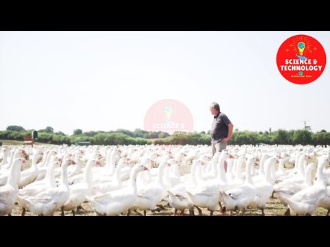 AMAZING GOOSE FARMING-MODERN GOOSE FARM TECHNOLOGY-INCREDIBLE POULTRY FARMING-GOOSE FACTORY-PRODUCTS