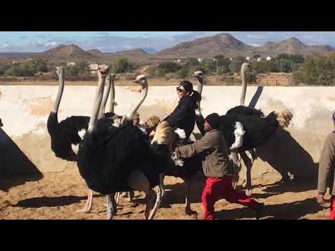 【South Africa】Riding an Ostrich!!!