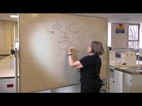 The Life Cycle of Yeast - Professor Rhona Borts