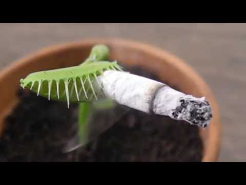 Carnivorous Plant Smoking a CIGARETTE (捕蠅草)