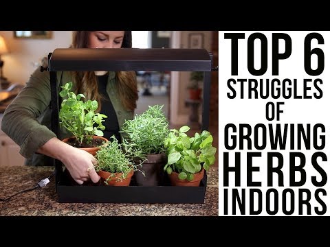 Top 6 Struggles of Growing Herbs Indoors (w/ solutions)!!!🌿🌿🌿 // Garden Answer