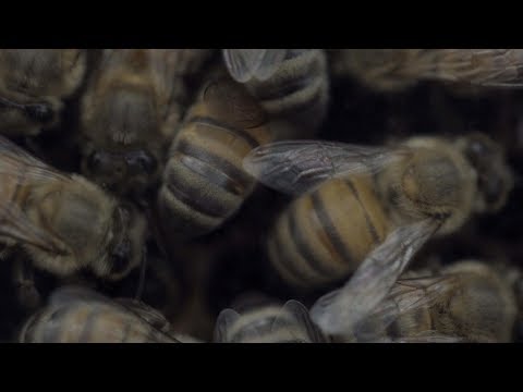 Bee Migration | ABC News