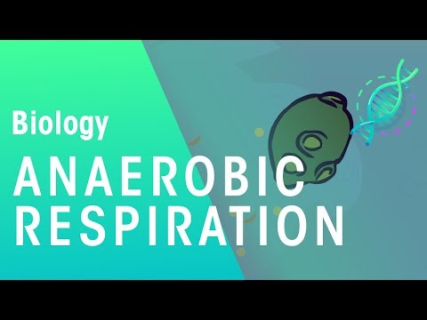 Anaerobic respiration by yeast – fermentation | Physiology | Biology | FuseSchool