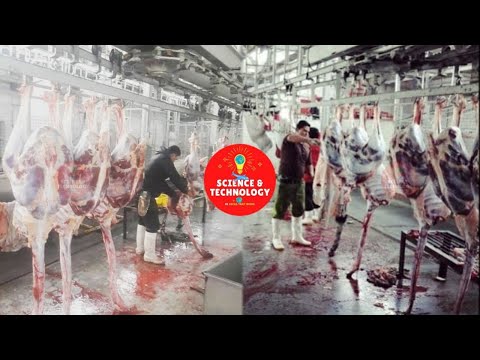 Amazing Ostrich Farm Around The World-Ostrich Slaughterhouse-Ostrich Products Factory Processing