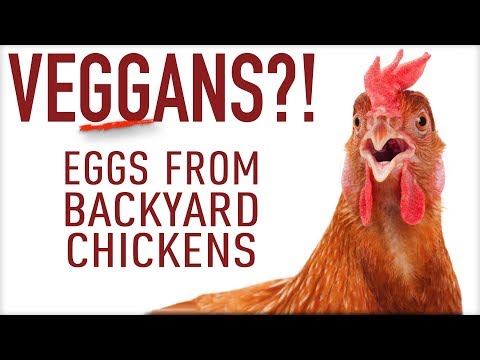 Can Vegans Eat Eggs From Backyard Chickens? VEGGANS?!