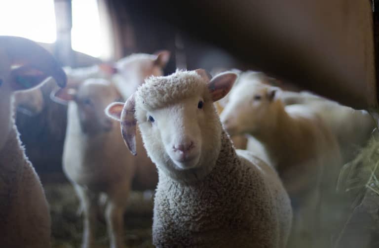 How To Stay Positive When You Know The Truth About The Food System