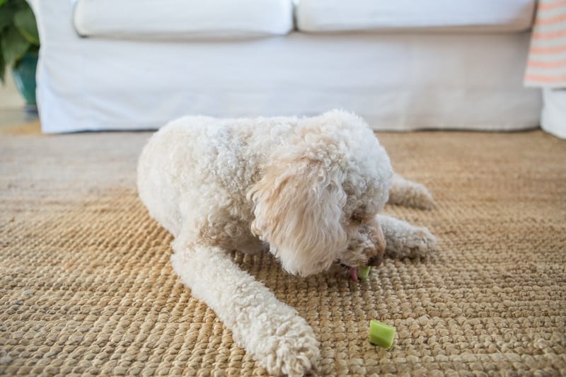 Chewy Vegan Dog Broccholi Stalk Treat