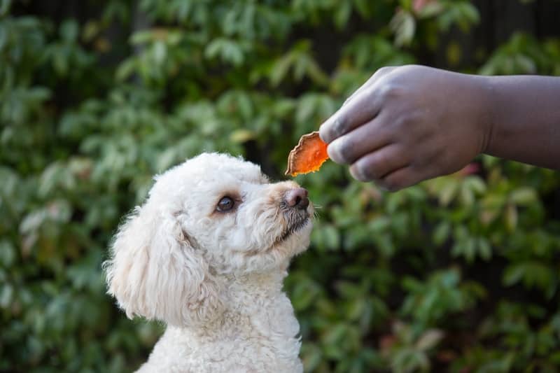 Chewy Vegan Dog Sweet Potato Treat