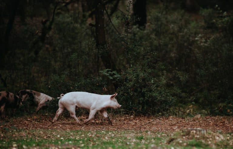 Society’s Obsession With Animals – Episode 005