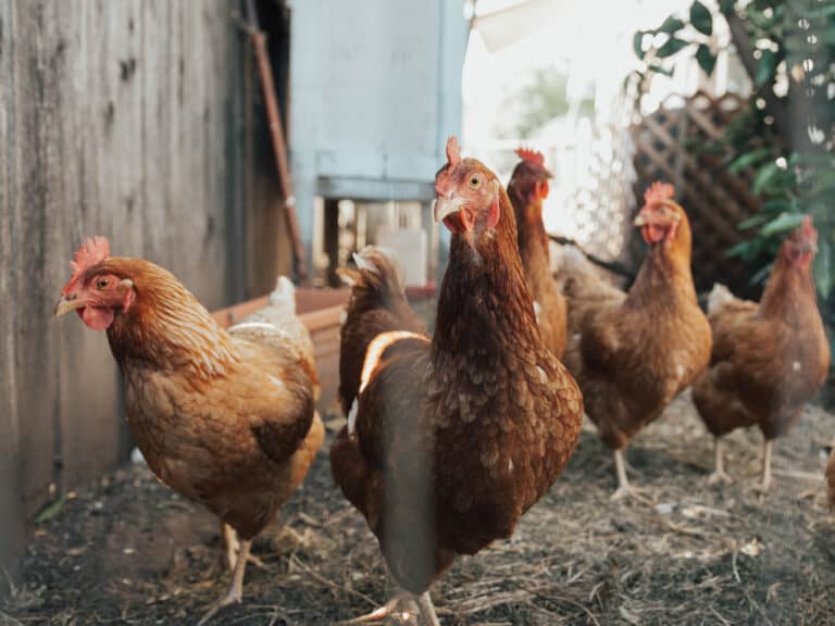 Is It Okay For Vegans To Eat Backyard Eggs From Backyard Chickens?