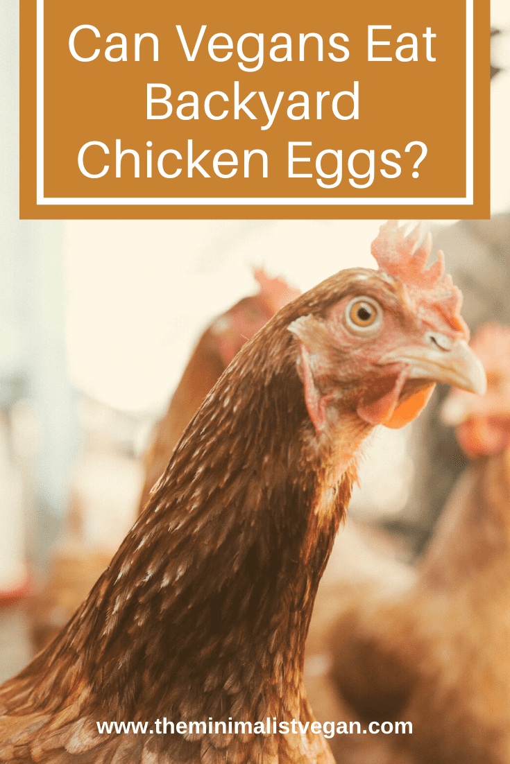 Is It Okay For Vegans To Eat Eggs From Backyard Chickens?