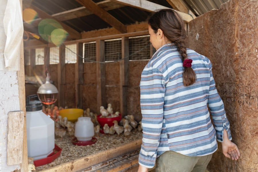 Is It Okay For Vegans To Eat Eggs From Backyard Chickens