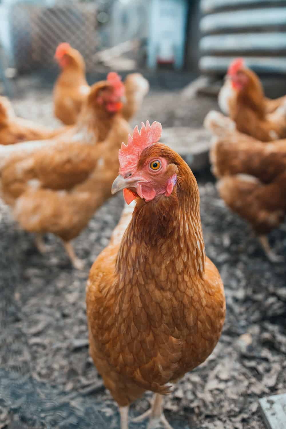 chickens in cage