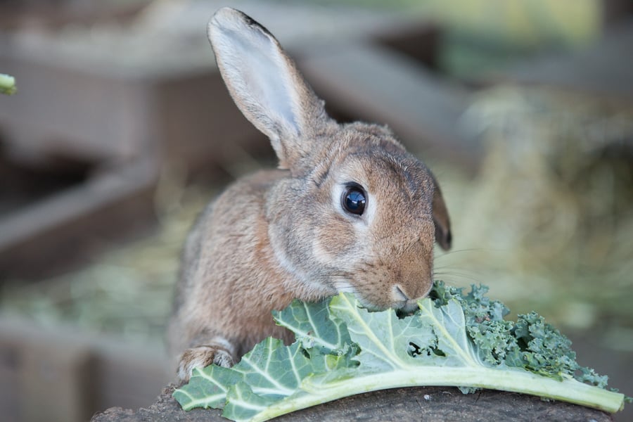 Rabbit eating kale