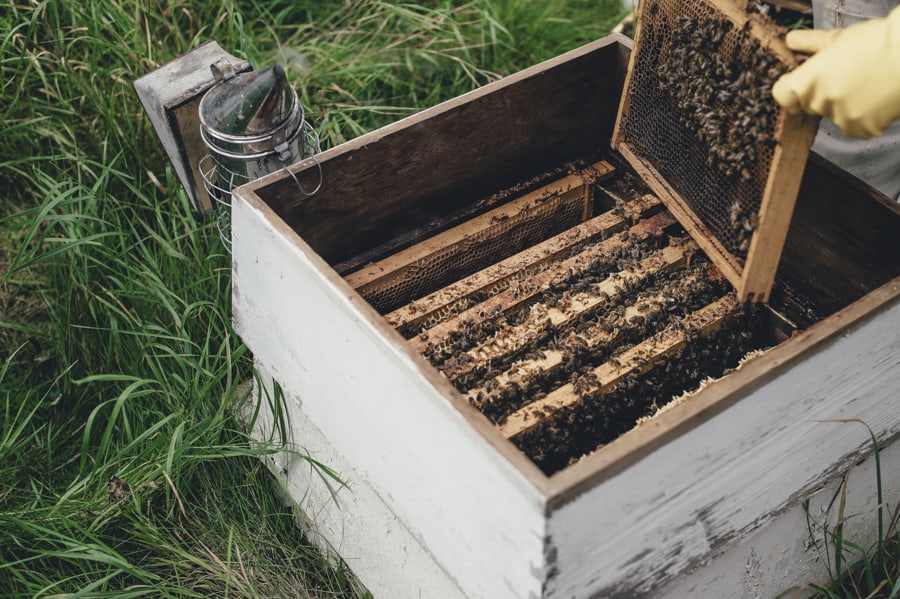 Is Honey Vegan? Everything You Need to Know About Why Bees Make Honey