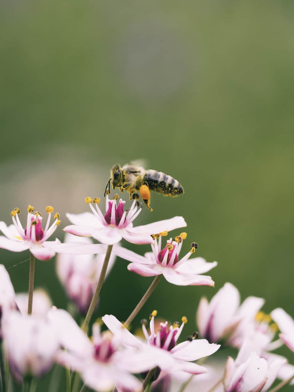 蜂蜜はビーガンですか？多くの人々は、ミツバチが過剰な量の蜂蜜を生産し、その一部を自分で取ることができると主張しています。