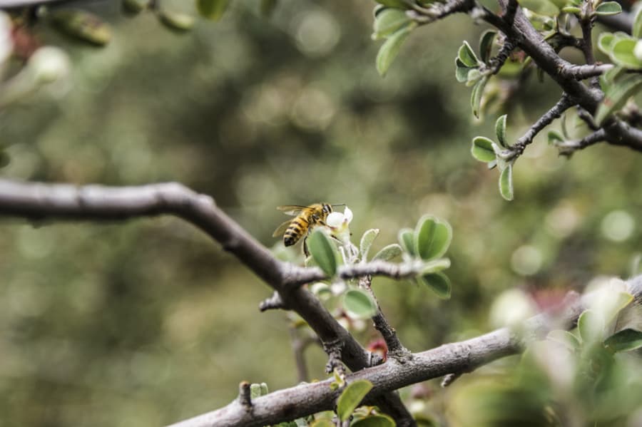 Forrajeo de abejas