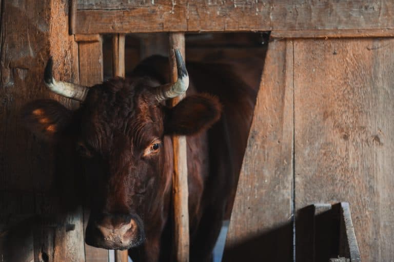 Is There Such a Thing as Humane Meat? – Episode 036