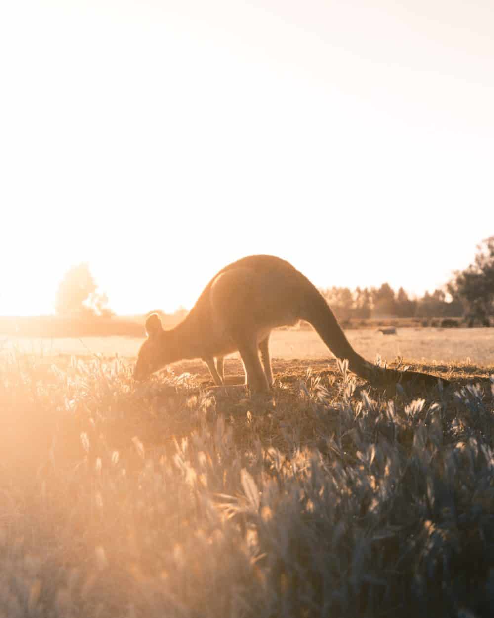 Kangaroo in the wild