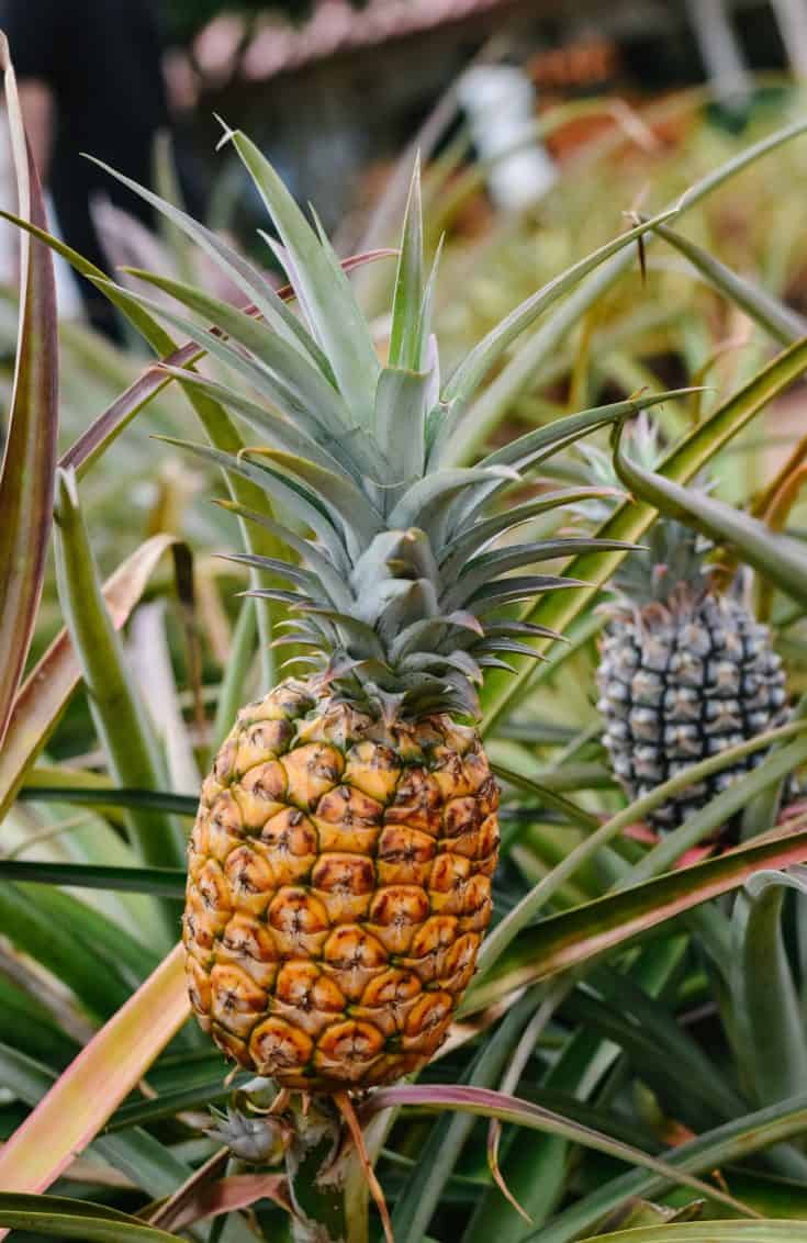 Pineapple growing in field The Minimalist Vegan