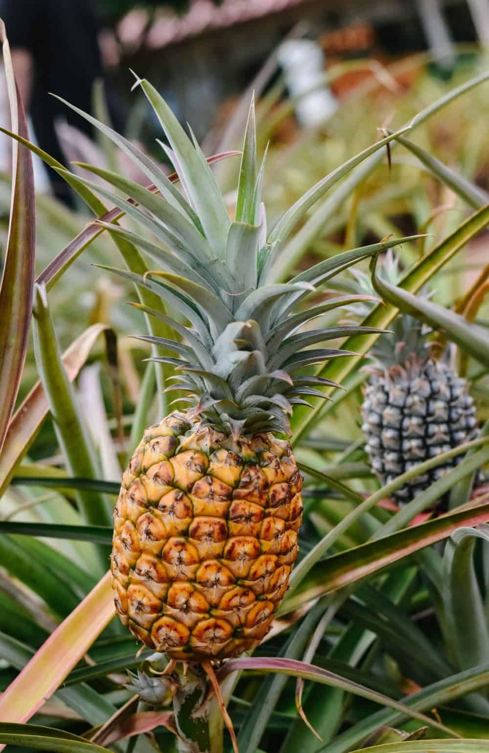 Pineapple growing in field