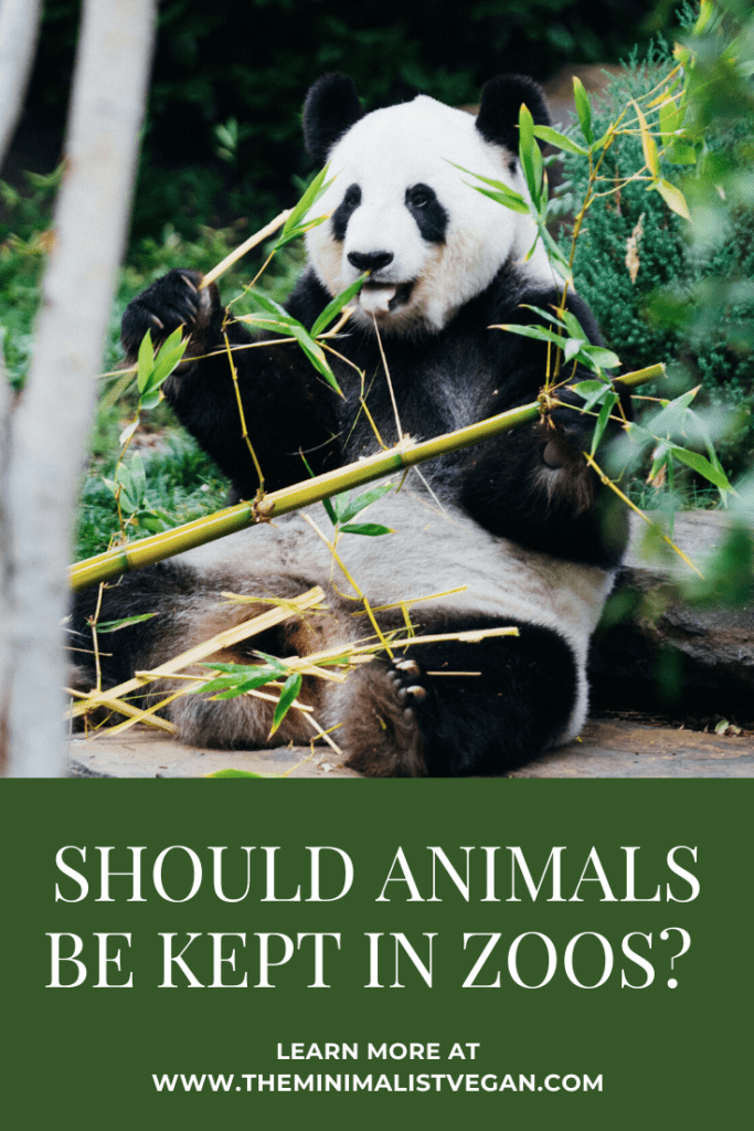 Should Animals Be Kept in Zoos