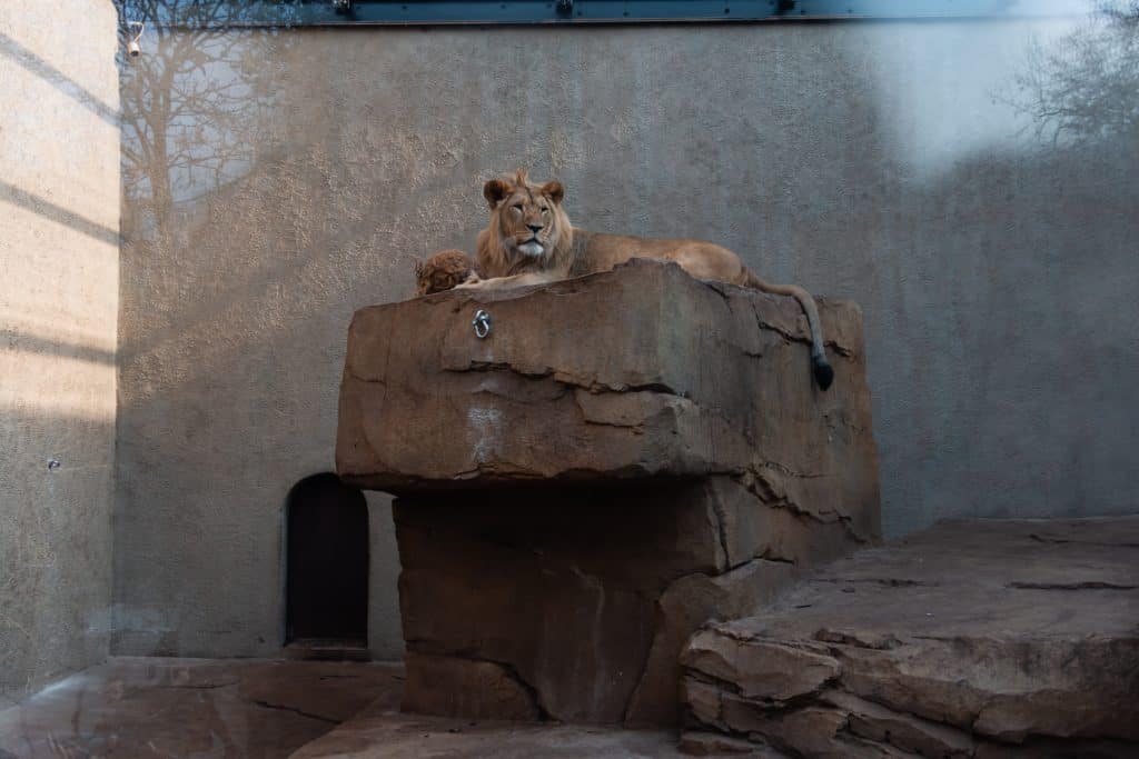 lion in zoo