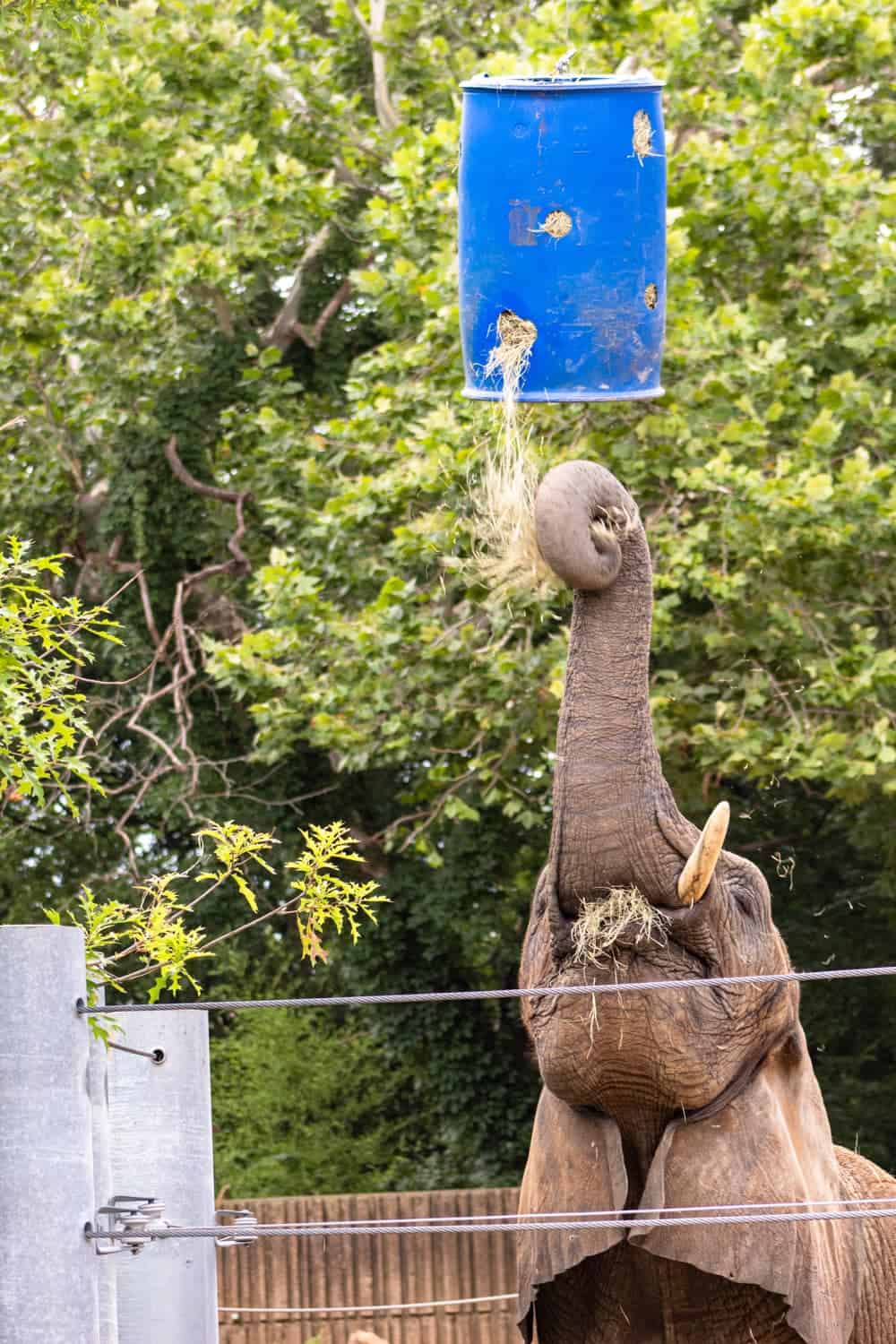 elephant in zoo