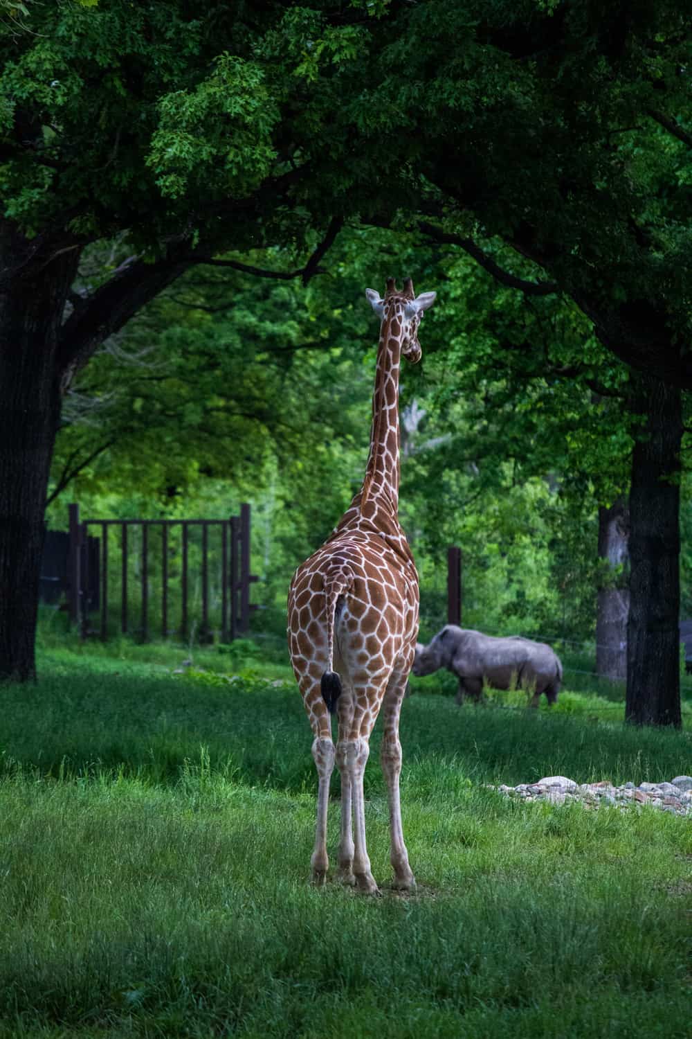 girafa en zoo verde