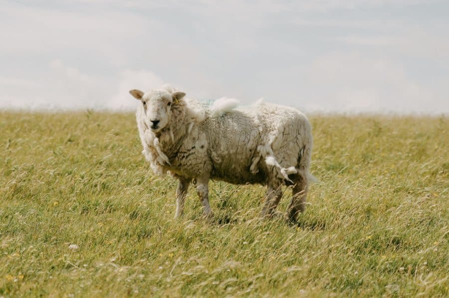 self shedding sheep