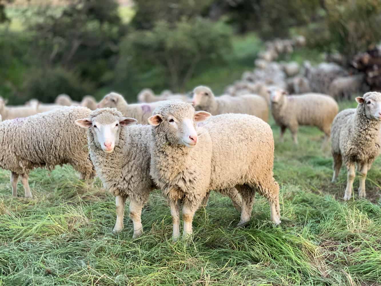 Alpaca Wool Is Ethical and Eco-Friendly