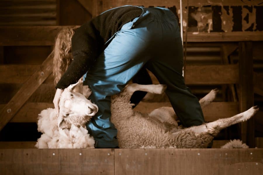 man shearing sheep in barn