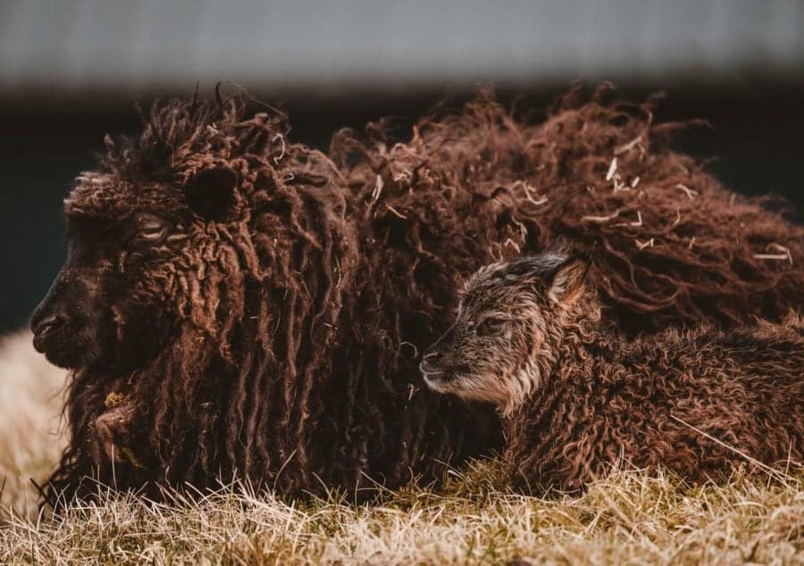 mother sheep and lamb resting