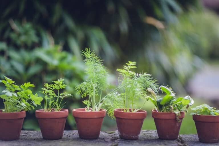 But Plants Have Feelings Too, Don’t They?