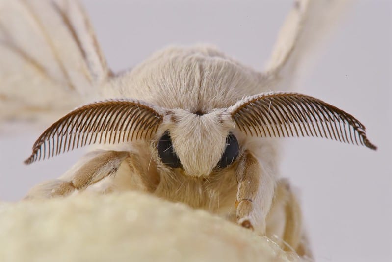 Silkmoth (Bombyx mori)