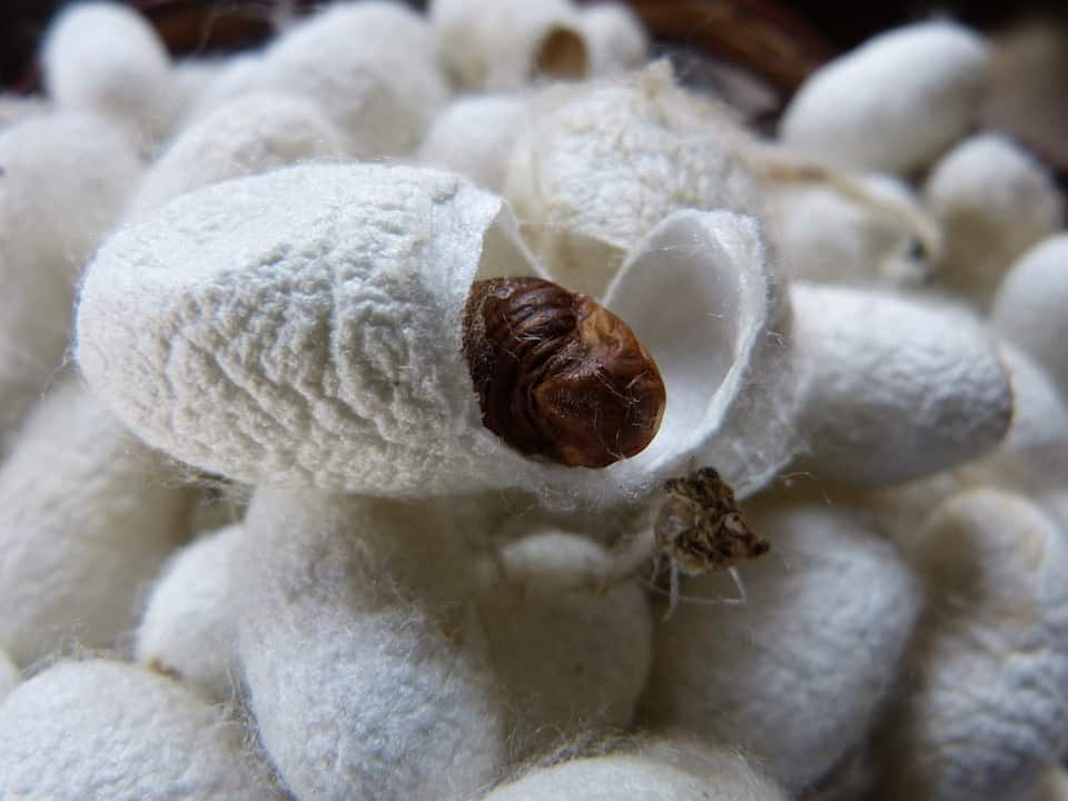 bombyx mori (silkworm) pupa