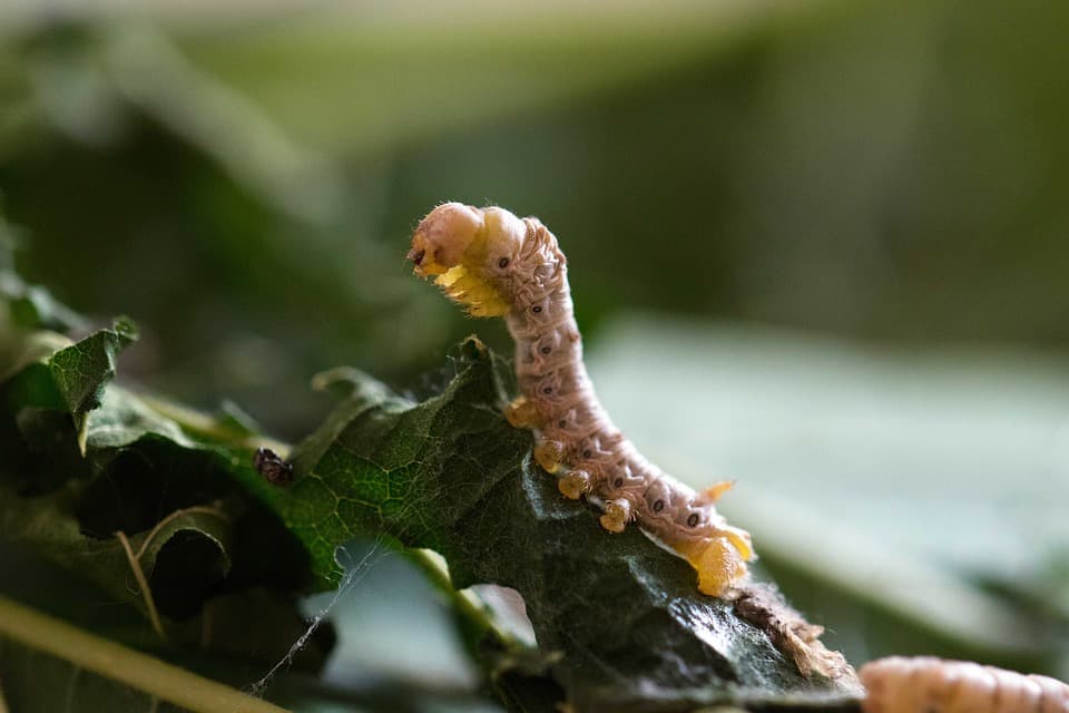 is silk vegan? example of a bombyx mori larvae