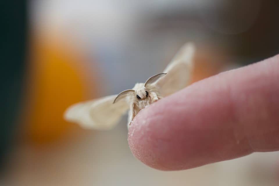 silk moth