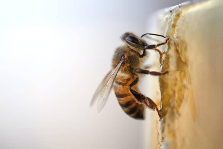 Why Honey Isn’t Vegan (And What You Can Do To Help The Bees)