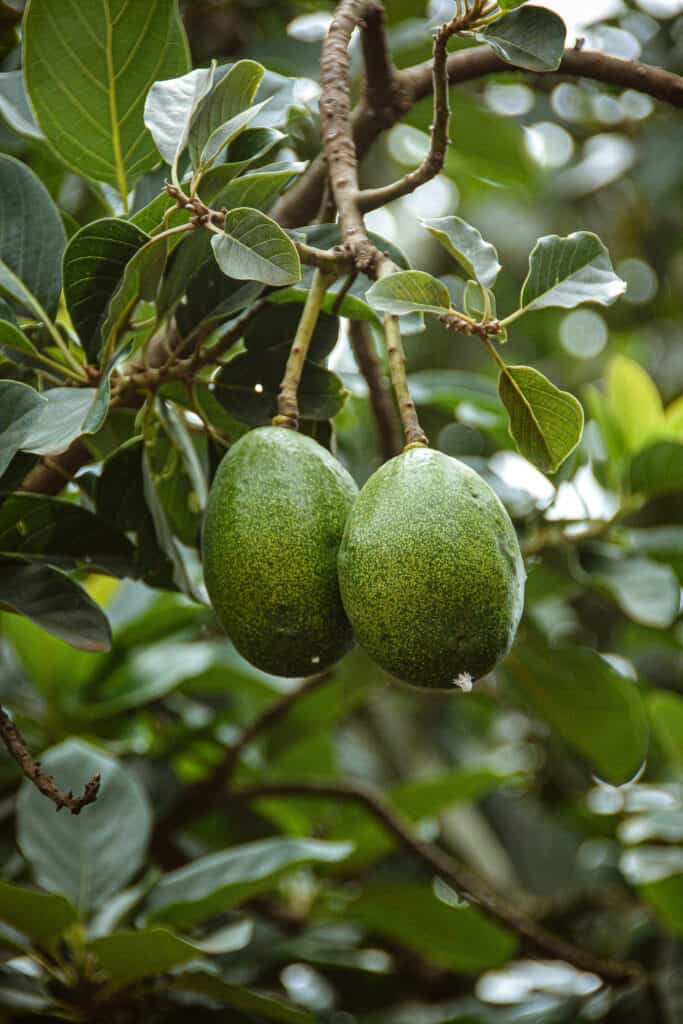 Avocados on tree