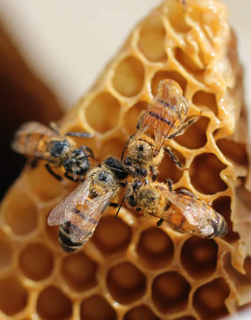 Bees huddled in on top of their honeycomb.