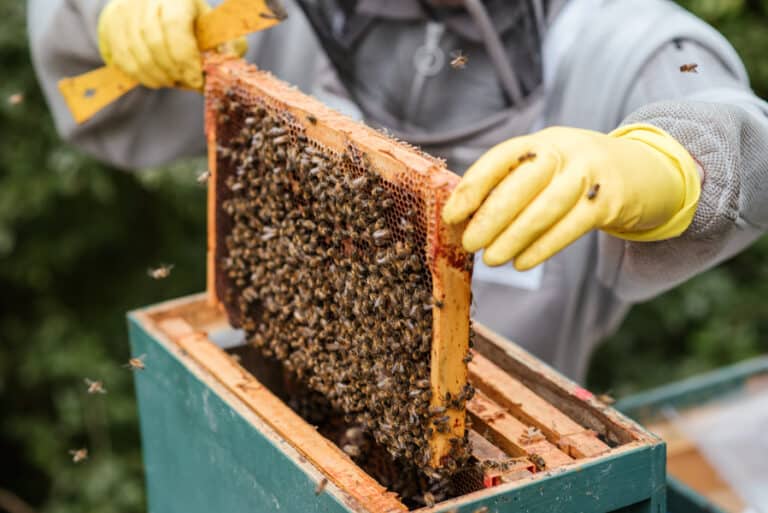The Ethics of Beekeeping Pt. 1 – Episode 062