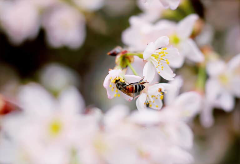 The Ethics of Beekeeping Pt. 2 – Episode 063