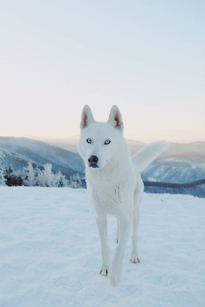 Whit Siberian Husky in the snow.