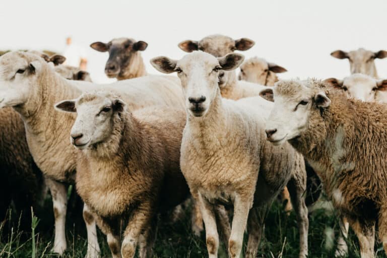 Is Supporting The Wool Industry Really That Cruel? – Episode 066