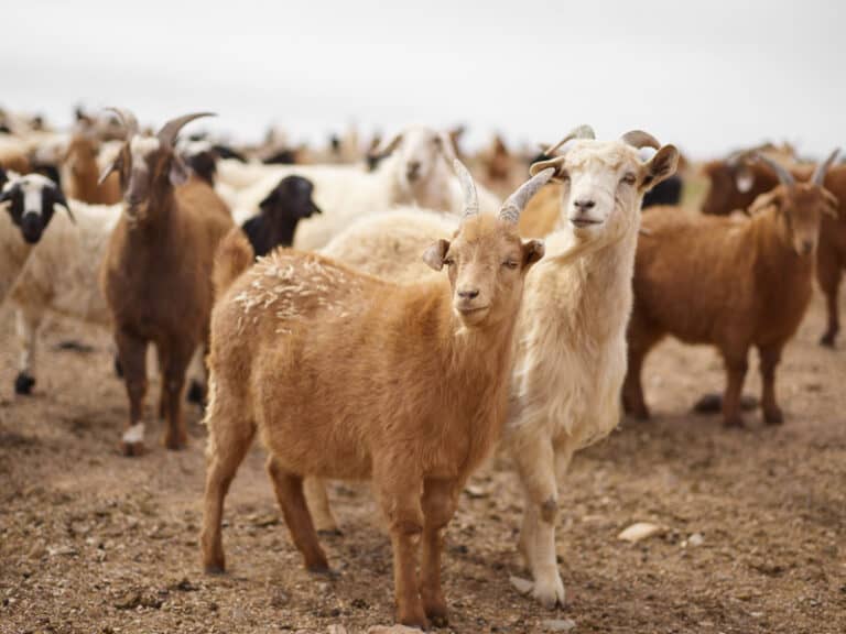 Is Cashmere Cruel? How This Luxury Material is Produced