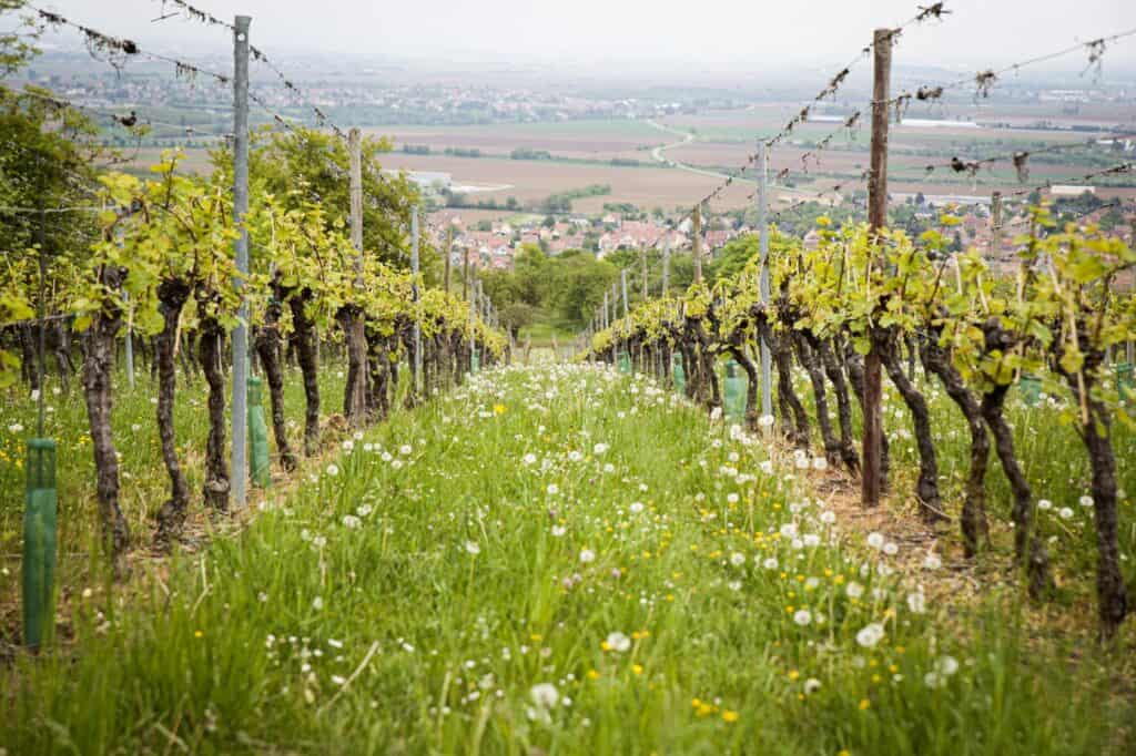 biodynamic farm