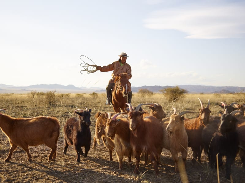 Is Cashmere Cruel? How This Luxury Material is Produced