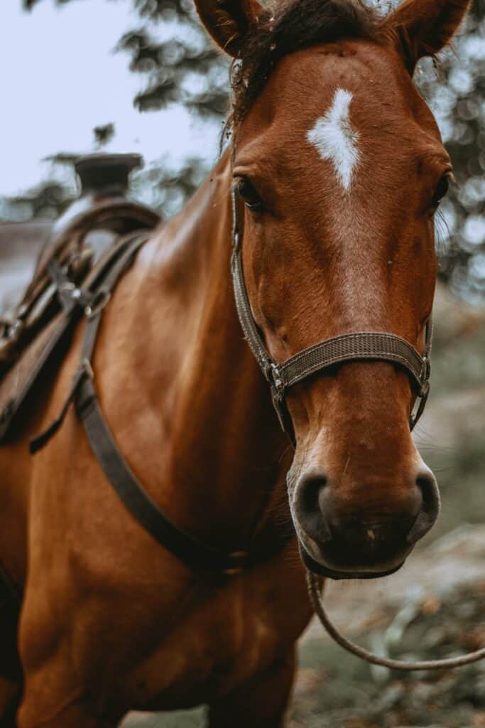 close up of horse